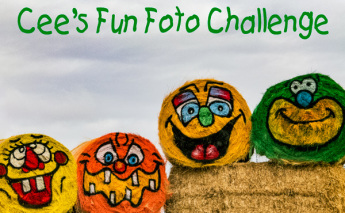 Cees Fun Foto Challenge