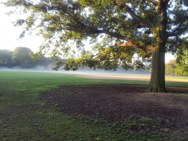 Misty Foggy Morn in Central Park