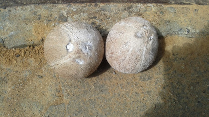 Abandoned Coconuts