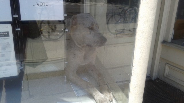 Doggie Window
