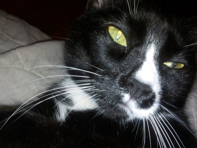 19th Century Orphans pluse Cats14