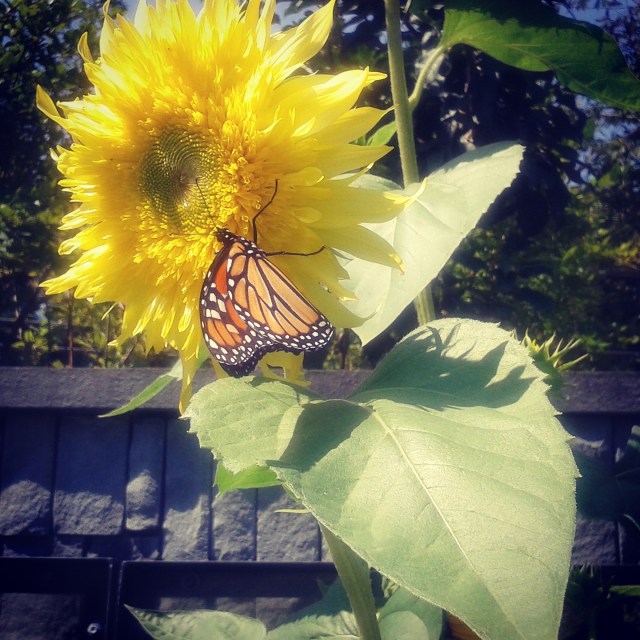 img_20170810_121420_680